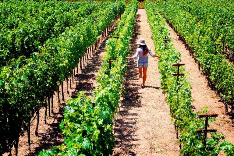 Danica Patrick wine
