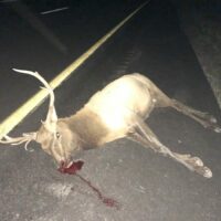 Jordan Anderson hit an Elk